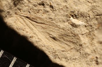 Media type: image;   Entomology PALE-12498